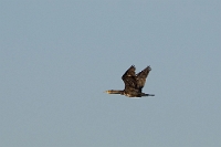 Phalacrocorax carbo (Cormorano)